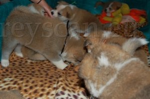 17 všichni koukaj jak se dřu...jpg